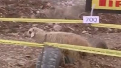 خدوني معاكم .. لن تتخيل خروف يقتحم سباق سيارات ويتحدى المشاركين