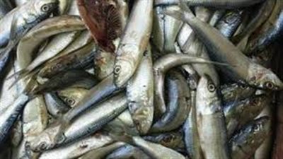 ضبط طن أسماك فاسدة داخل ثلاجة في كفر الشيخ