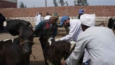 مدير بيطري البحيرة: تحصين 46 ألف و 665 رأس ماشية ضد الحمى القلاعية