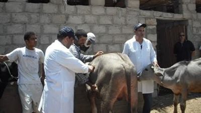 بيطري الغربية: تحصين نحو 17 ألف ماشية حتى اليوم الرابع من حملة تحصين المواشي 