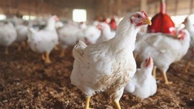 سيبك من اللحمة ودهونها.. أسعار الفراخ البيضاء اليوم الإثنين 24-9-2018 في الفترة الصباحية