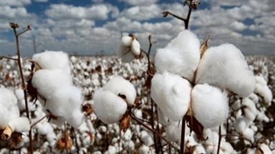 أسعار القطن اليوم الخميس 27-9-2018 في الفترة الصباحية.. وتذبذب أسعاره في الأسواق