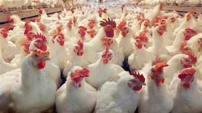 أسعار الفراخ البيضاء اليوم الجمعة 28-9-2018.. وإقبال المستهلكين على أسواقها