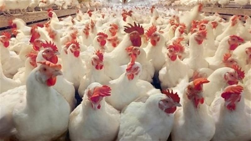 أسعار الفراخ البيضاء