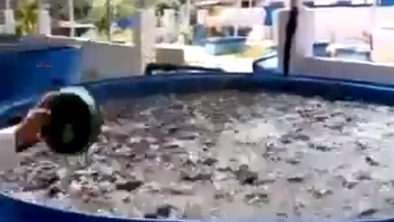 طعام الأسماك 