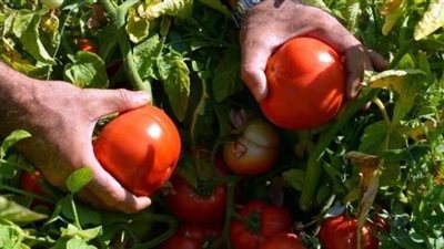 فيديو.. الزراعة تكشف حقيقة انتشار فيروس الطماطم وارتفاع أسعارها بالأسواق 