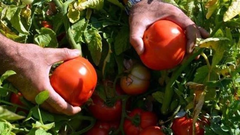 فيروس الطماطم 