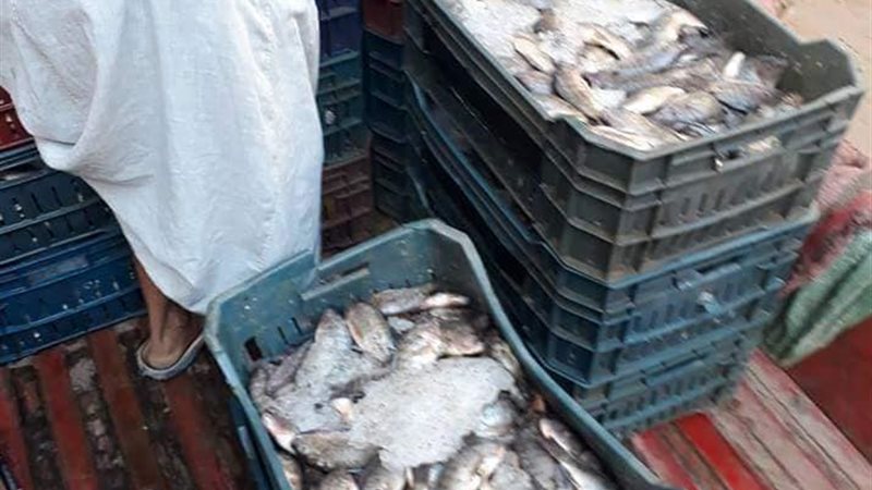 ضبط أسماك فاسدة-سوهاج
