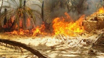 محافظ الوادي الجديد: النيران التهمت 100 فدان في حريق الراشدة