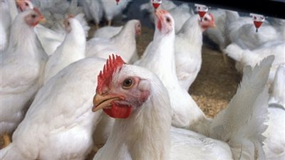 أسعار الدواجن في الأسواق اليوم الأحد 7 أكتوبر 2018