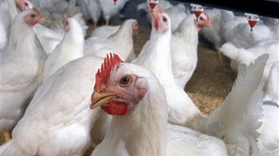 أسعار الدواجن في الأسواق اليوم الإثنين 8 أكتوبر 2018