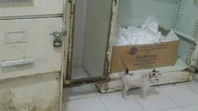 صور.. استياء من انتشار القطط داخل مستشفى طهطا العام بـ سوهاج