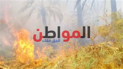صور.. نشوب حريق بمزارع نخيل عين الحمراء بالمعصرة في الوادي الجديد