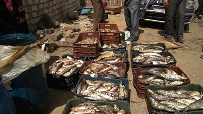 تموين سوهاج.. إعدام نصف طن اسماك فاسدة