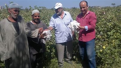 شَعْلِلْت يا قطن النيل .. أسعار الذهب الأبيض تغضب مزارعي البحيرة