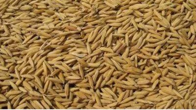 ضبط تاجر بحوزته 108 طن أرز شعير بالبحيرة 