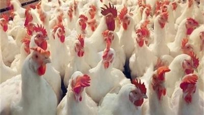 أسعار الدواجن في الأسواق اليوم الجمعة 19 أكتوبر 2018
