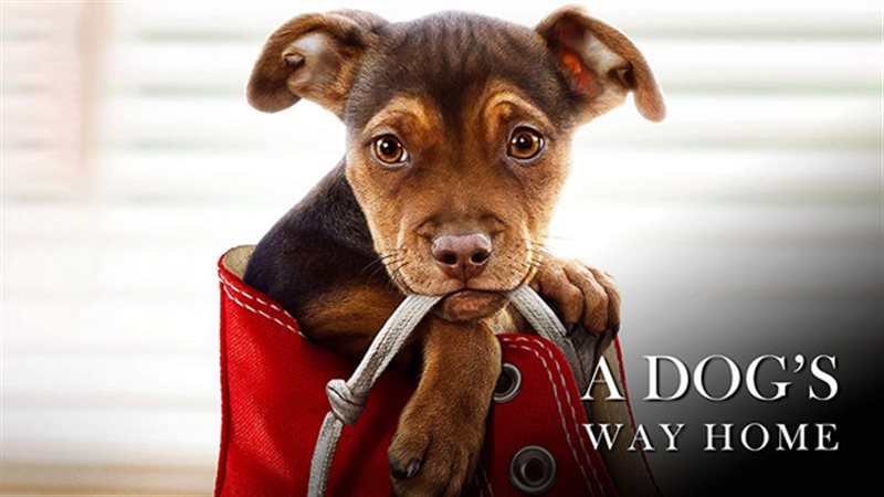 إعلان فيلم A DOG'S