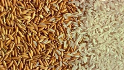 قبل بيعها بالسوق السوداء .. شرطة التموين تضبط أكثر من 200 ألف طن من أرز الشعير