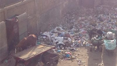 صور.. مبادرة مجلس الوزراء.. أهالي مساكن حوض الدلالة بمدينة بني سويف يستغيثون من القمامة