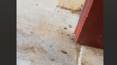 فيديو| خناقة بين نحلة وصرصار والفائز .. سحلية 