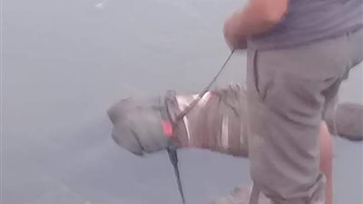 أمن كفر الشيخ يكثف جهودة لكشف غموض مقتل شاب بطلق ناري في الرأس