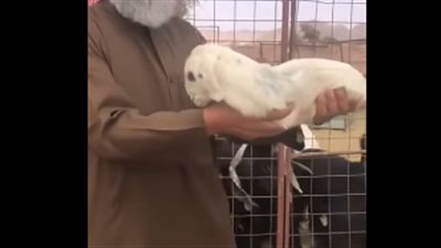فيديو| ولادة خروف من غير رجل تثير الجدل