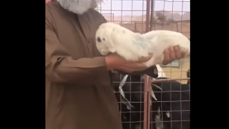ولادة خروف من غير
