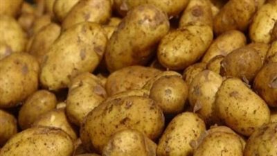 بـ6 جنيهات.. أسعار البطاطس في منافذ 