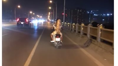 شاهد.. سائق يصطحب 3 قطط وكلب في رحلة على موتوسيكل 