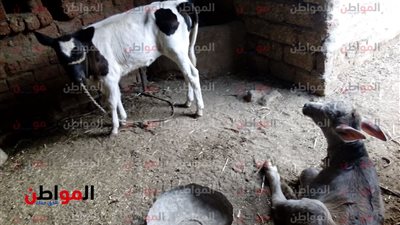 زريبة المواشي .. العالم الآخر لرأس مال الفلاح البسيط في سوهاج 