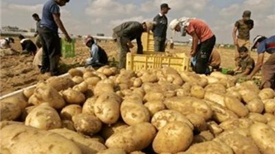 بعد جنون الأسعار .. تعرف على 7 فوائد للبطاطس 