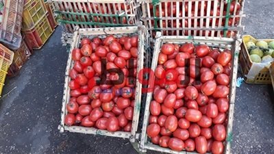 تراجع أسعار البطاطس والطماطم بأسواق بني سويف اليوم الجمعة 2/ 11/ 2018