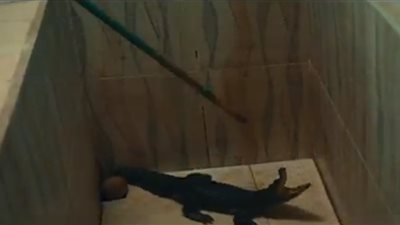 شاب نوبي في فيلم نقطة تلاقي: نتفاءل بتربية التماسيح داخل بيوتنا