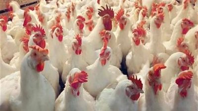 استقرار أسعار الدواجن بالفيوم اليوم