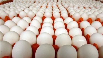استقرار أسعار اللحوم الحمراء في بني سويف ..  وهذه أسعار البيض والأسماك
