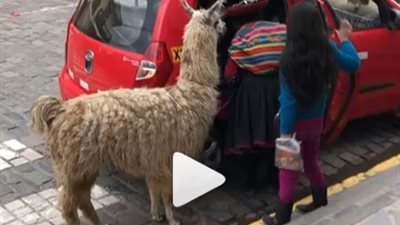 ليه يعني .. شاهد حيوان ألبكة يركب تاكسي مع صاحبته والسبب! 