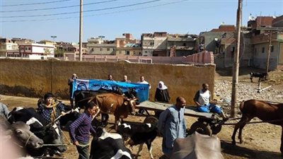 صور.. بحضور المحافظ.. مستقبل وطن ينظم قافلة بيطرية مجانية بقرية العامرية