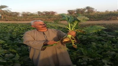 نقيب عام الفلاحين: هذه أسباب زراعة البنجر في الأراضي الجديدة