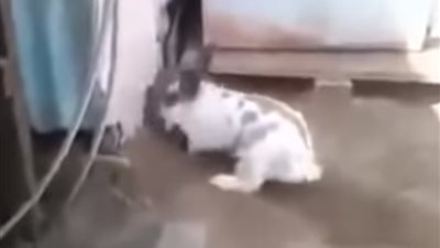 فيديو| عندك شهامة.. أرنب ينقذ قطة محبوسة والسبب!
