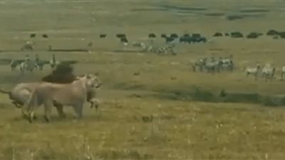 فيديو| مابنخفش.. كلب يهاجم أسد بطريقة صادمة 