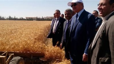 زراعة 54 فدان من محصول القمح بكلية الزراعة جامعة سوهاج 