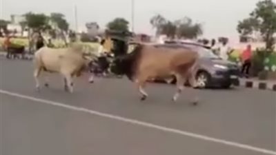 فيديو| ثور هايج فى عنبر 7.. خناقة بين ثورين داخل توك توك 