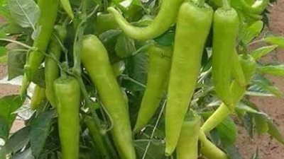 أسعار الخضروات بأسواق بني سويف اليوم الأثنين 19 نوفمبر 2018