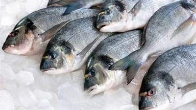 أسعار السمك بأسواق بني سويف اليوم الأثنين 19 نوفمبر 2018 ..البلطى الطازة 35 جنيها 