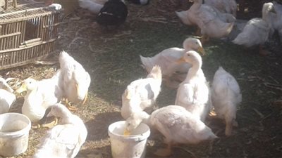 البط البلدي بـ30 جنيها.. أسعار اللحوم والدواجن بأسواق بني سويف 