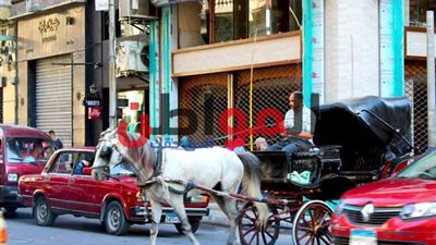 صور.. اخترعته مصر وأسمته تركيا.. قصة الحنطور على الكورنيش
