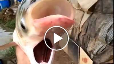 فيديو.. صياد يصطاد سمكة لديها فمين 
