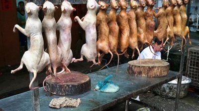 تصدير الكلاب والقطط يفتح الرأي الشرعي في حكم أكلها .. كيف رآه رجال الدين ؟