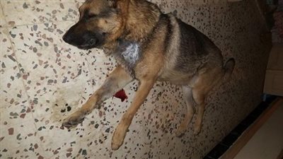 صور| 6 ديسمبر أولى محاكمات  قاتل كلب الدقي 